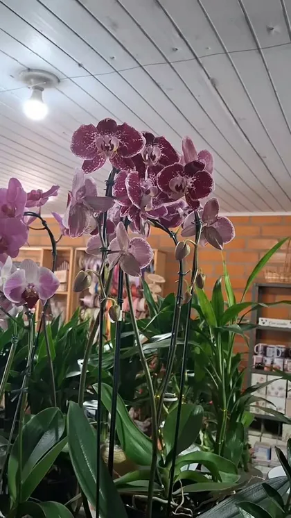 Mais um buquê feito na hora pela Plantas do Vale.
