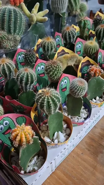 Vários modelinhos de cactos enxertados disponíveis
