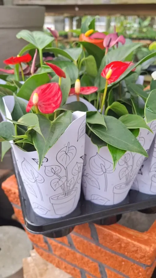 Mais um buquê feito na hora pela Plantas do Vale.