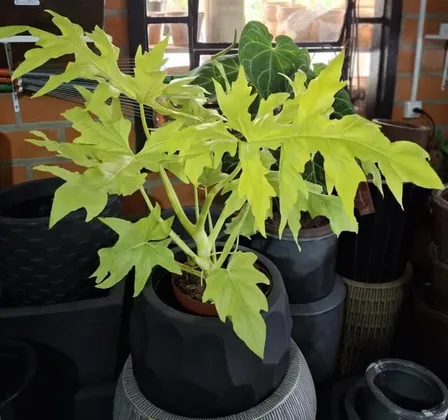 Novidades na floricultura Plantas do Vale... Philodendron gold