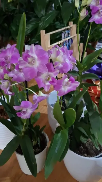 várias opções em flores para presentear aquela pessoa especial neste final de semana